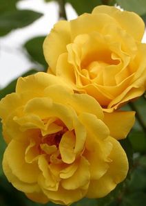 115149905_YDHGDQM-1 - poze