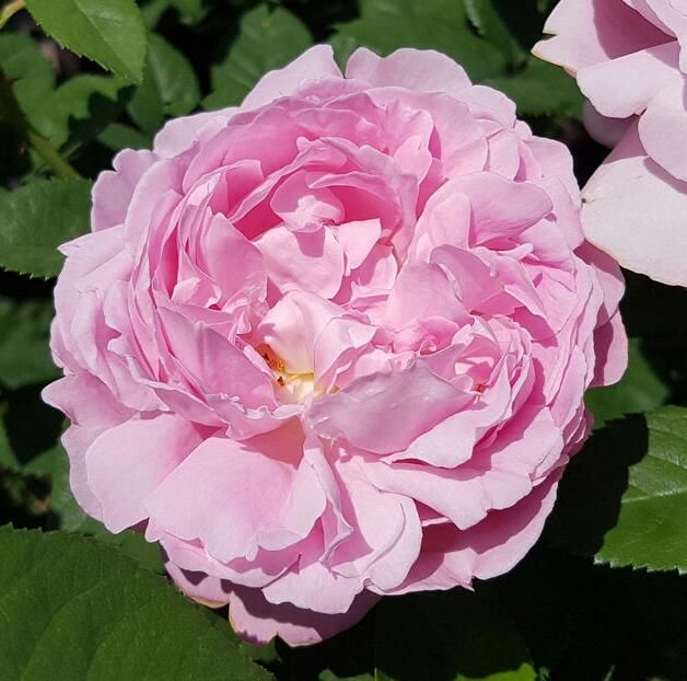 111649060_GHNIGZD-1 - poze