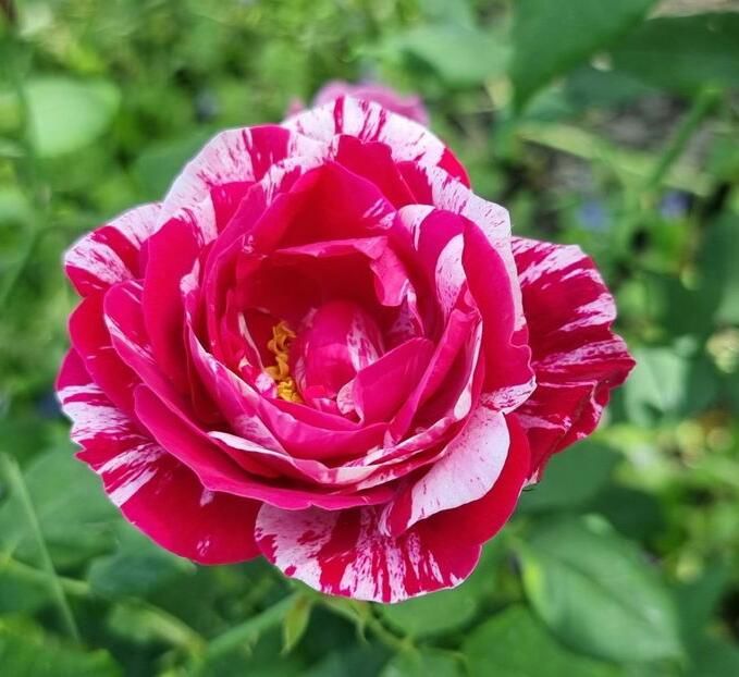 114983384_RLVDIXT3-1 - poze