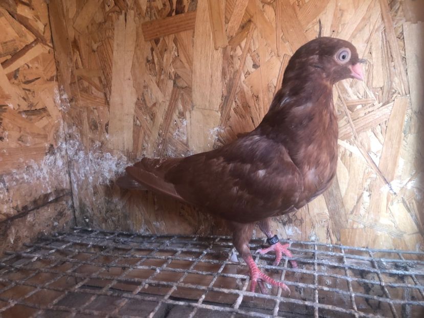 476/22 - 5- lot zbor 2022