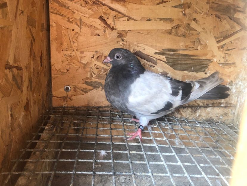 481/22 - 5- lot zbor 2022