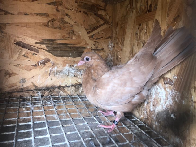 487/22 - 5- lot zbor 2022