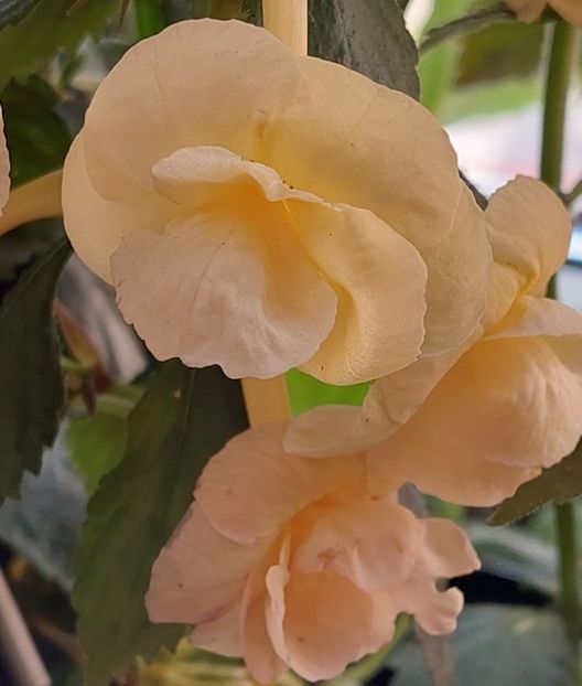  - RFs TROPICANA 2
