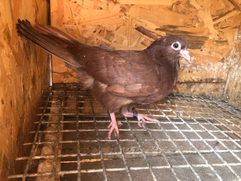 485/22 - 5- lot zbor 2022