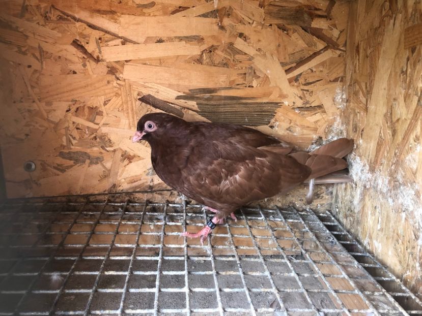 479/22 - 5- lot zbor 2022