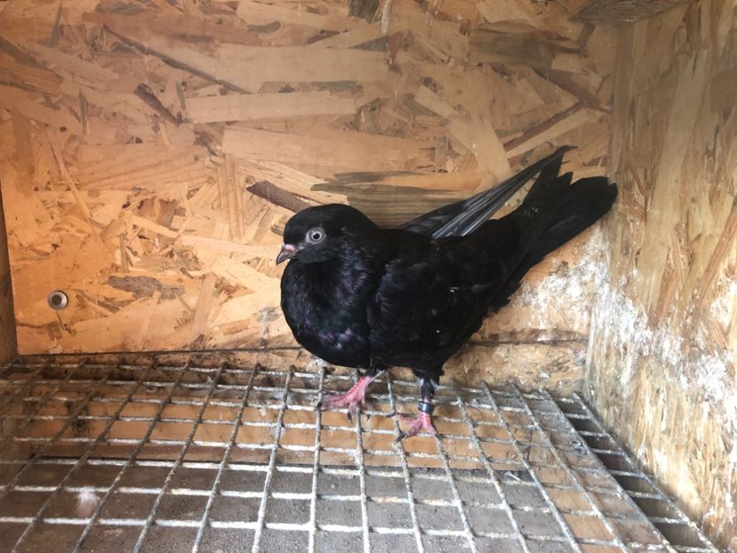 478/22 - 5- lot zbor 2022