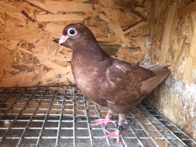 491/22 - 5- lot zbor 2022