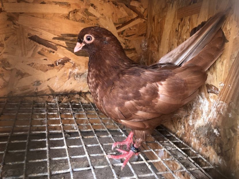 460/22 - 5- lot zbor 2022