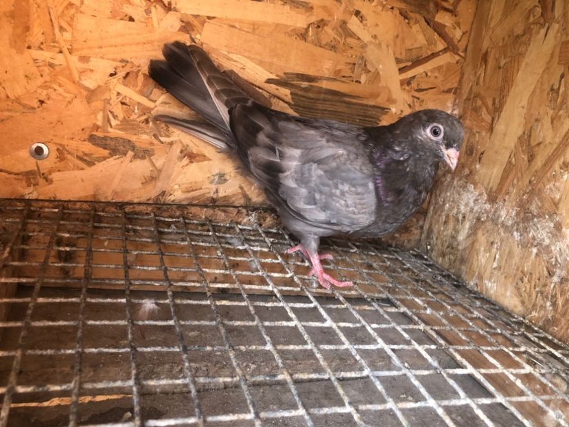 482/22 - 5- lot zbor 2022