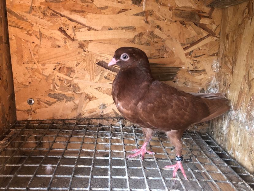 475/22 - 5- lot zbor 2022