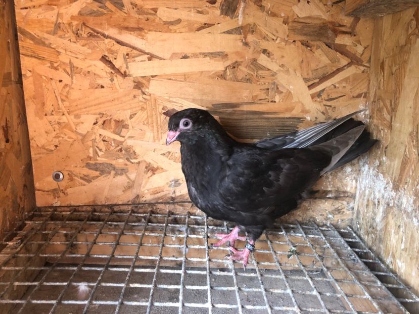 480/22 - 5- lot zbor 2022