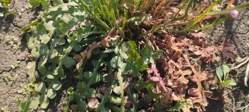  - Limonium 2022