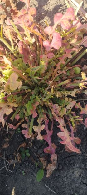  - Limonium 2022