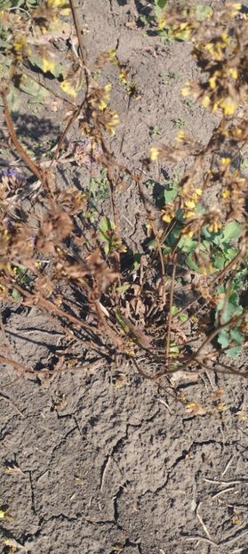  - Limonium 2022