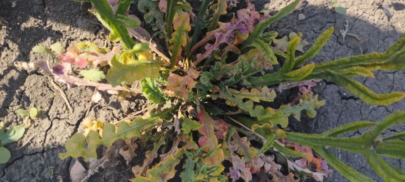  - Limonium 2022