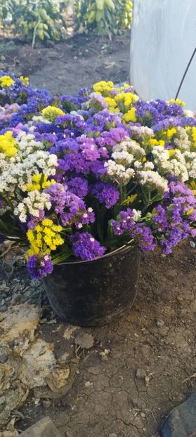  - Limonium 2022