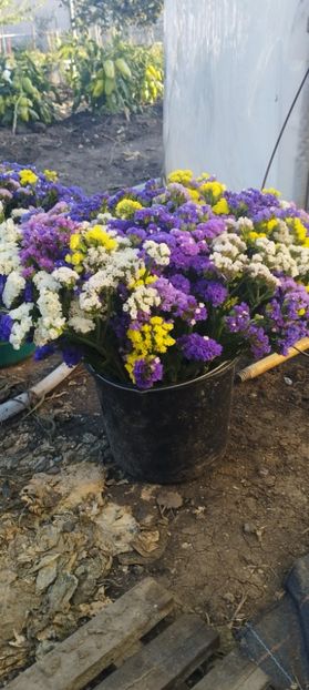  - Limonium 2022