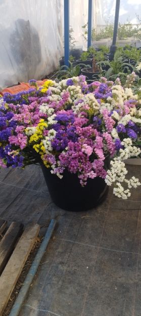  - Limonium 2022