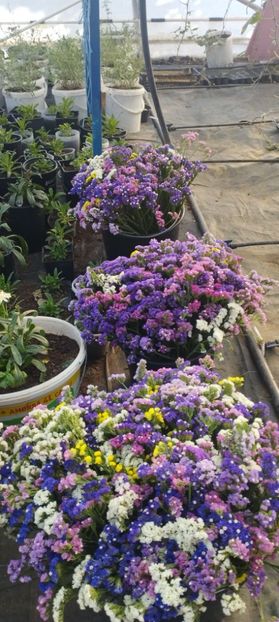  - Limonium 2022