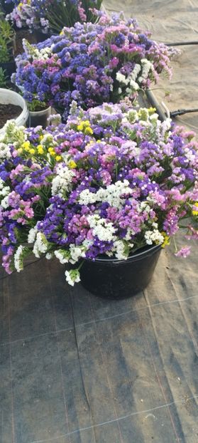  - Limonium 2022