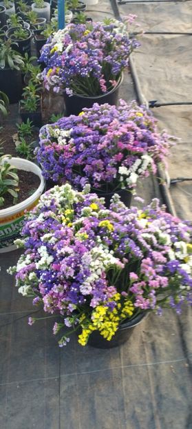  - Limonium 2022