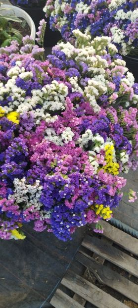  - Limonium 2022