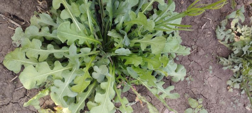  - Limonium 2022