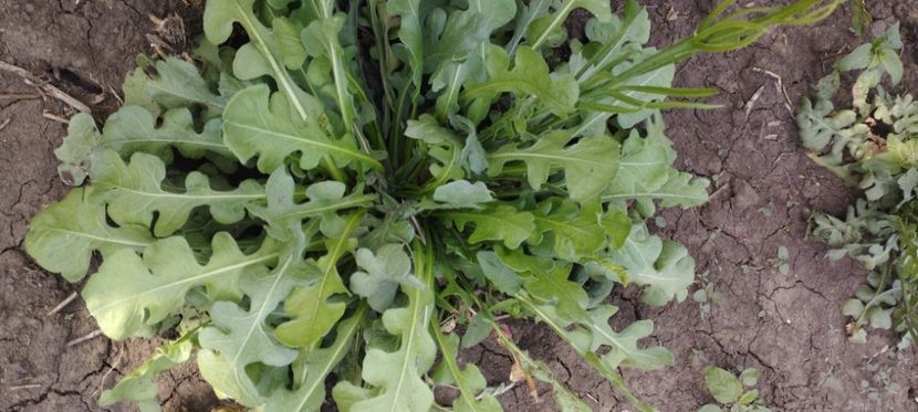  - Limonium 2022