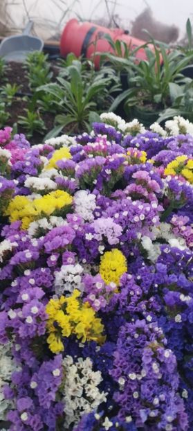  - Limonium 2022