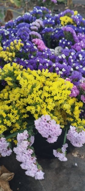  - Limonium 2022