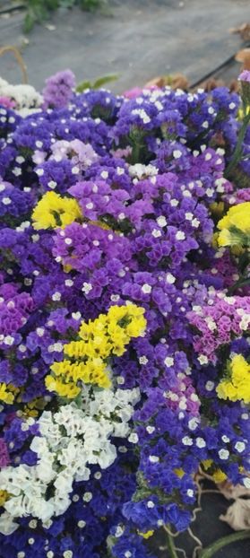  - Limonium 2022
