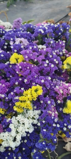  - Limonium 2022