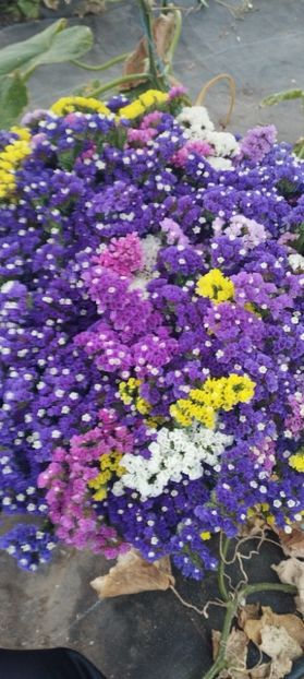  - Limonium 2022