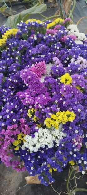  - Limonium 2022