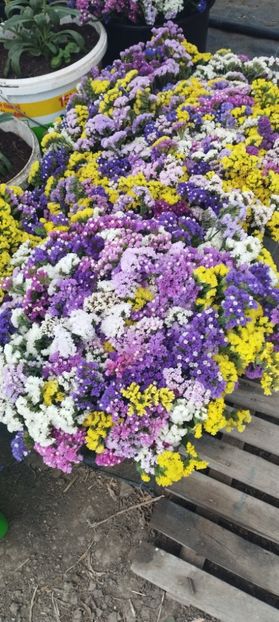  - Limonium 2022