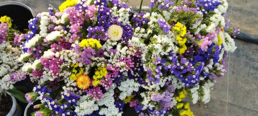  - Limonium 2022