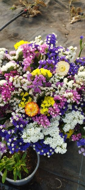  - Limonium 2022
