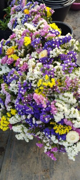  - Limonium 2022