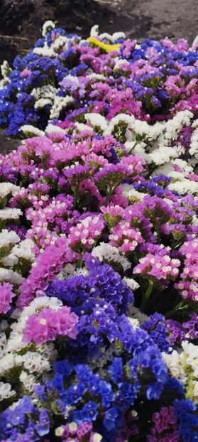  - Limonium 2022