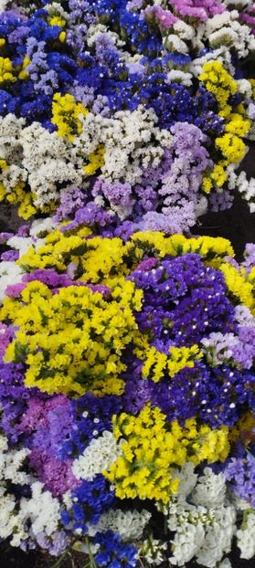  - Limonium 2022