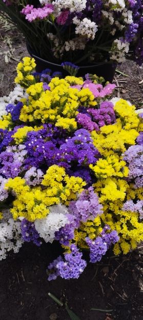  - Limonium 2022