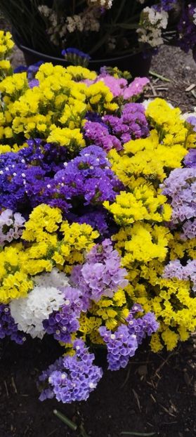  - Limonium 2022