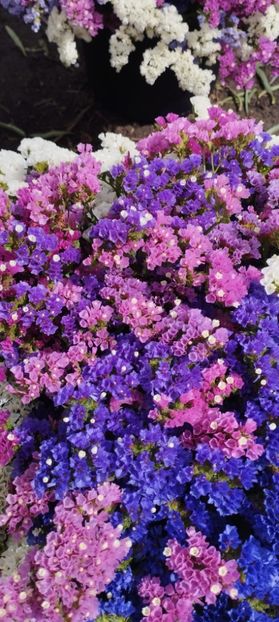  - Limonium 2022