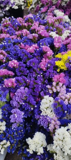  - Limonium 2022
