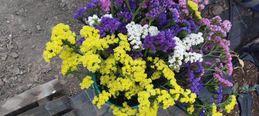  - Limonium 2022