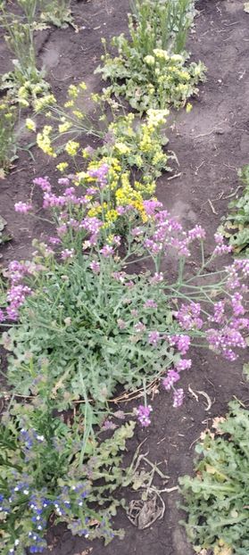  - Limonium 2022