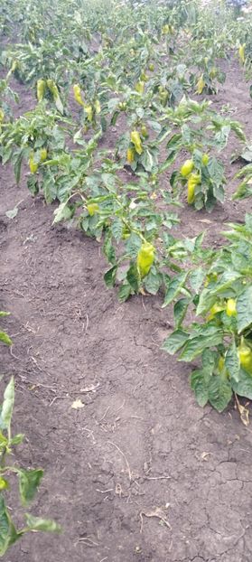  - Legume 2022