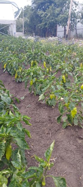  - Legume 2022