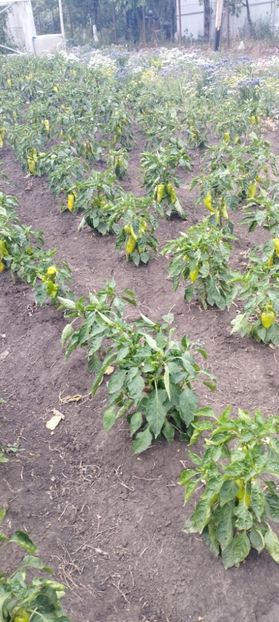  - Legume 2022