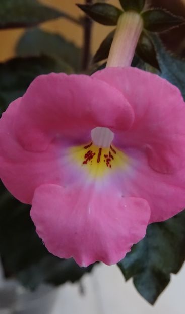  - 0001 2022 - BriD s FLOWER